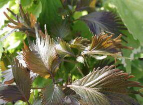 Kočičí ocásek, palnice 'Moorea' - Acalypha wilkesiana 'Moorea'