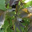 Kočičí ocásek, palnice 'Moorea' - Acalypha wilkesiana 'Moorea'