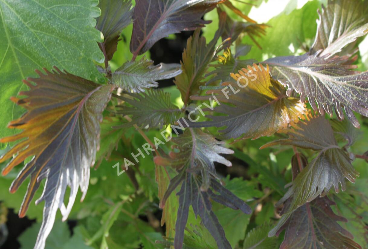 Kočičí ocásek, palnice 'Moorea' - Acalypha wilkesiana 'Moorea'