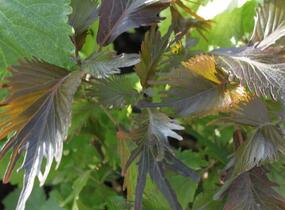 Kočičí ocásek, palnice 'Moorea' - Acalypha wilkesiana 'Moorea'