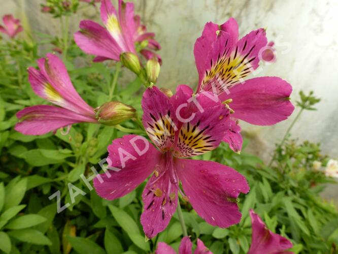 Alstromérie, boubelka 'Jazze Purple Rose' - Alstroemeria hybrida 'Jazze Purple Rose'
