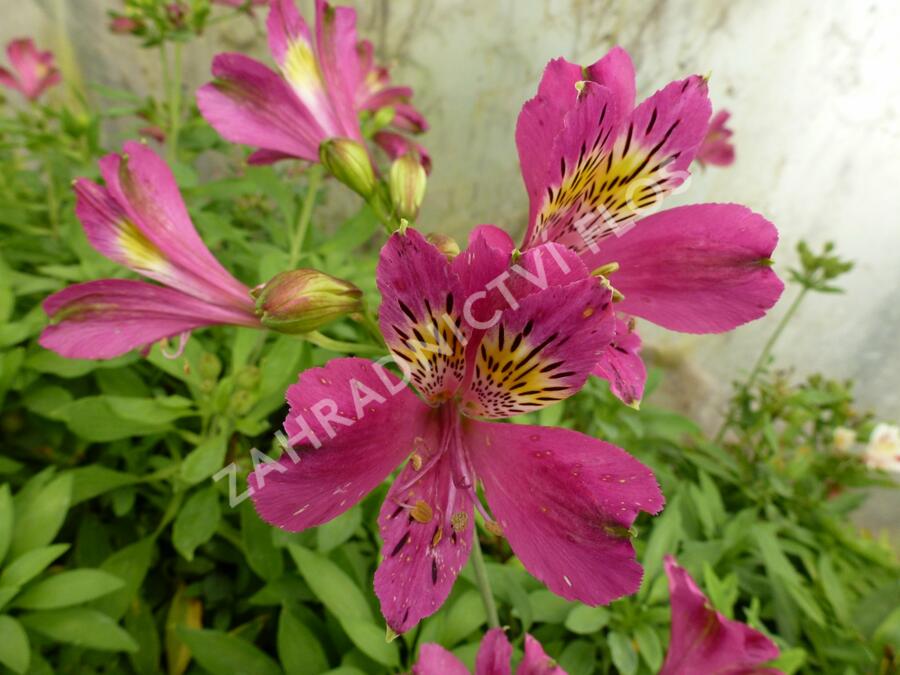 Alstromérie, boubelka 'Jazze Purple Rose' - Alstroemeria hybrida 'Jazze Purple Rose'