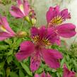 Alstromérie, boubelka 'Jazze Purple Rose' - Alstroemeria hybrida 'Jazze Purple Rose'