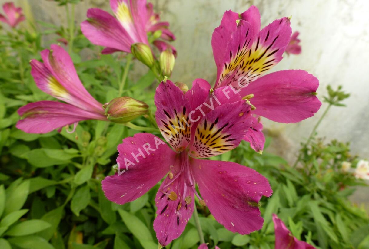 Alstromérie, boubelka 'Jazze Purple Rose' - Alstroemeria hybrida 'Jazze Purple Rose'