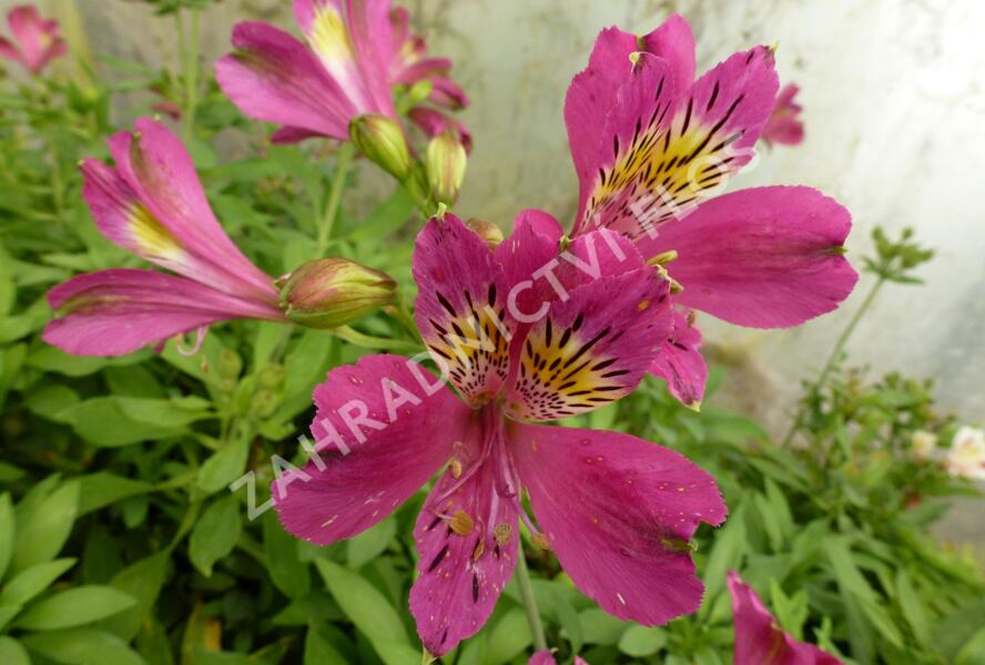 Alstromérie, boubelka 'Jazze Purple Rose' - Alstroemeria hybrida 'Jazze Purple Rose'