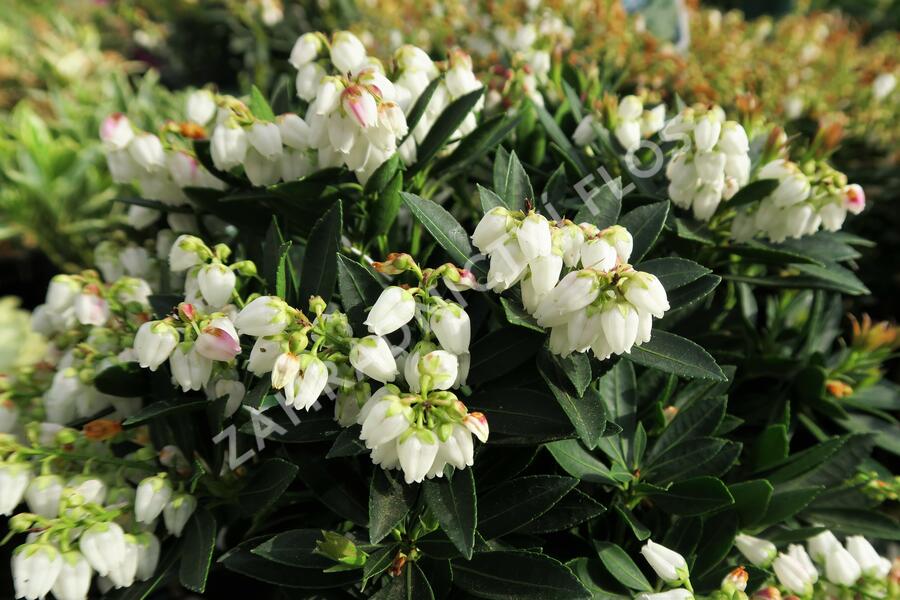 Pieris japonský 'Prelude' - Pieris japonica 'Prelude'