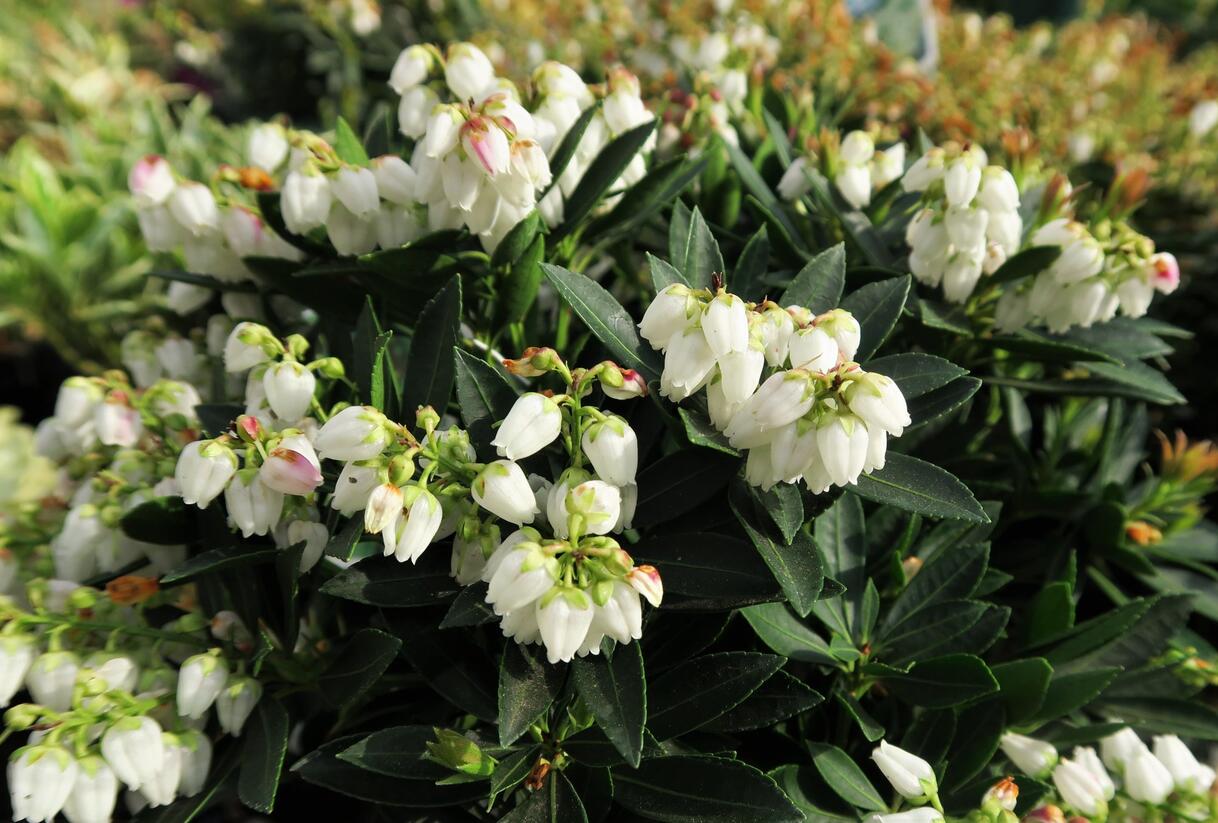 Pieris japonský 'Prelude' - Pieris japonica 'Prelude'