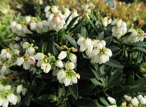 Pieris japonský 'Prelude' - Pieris japonica 'Prelude'