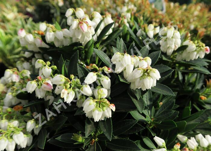 Pieris japonský 'Prelude' - Pieris japonica 'Prelude'