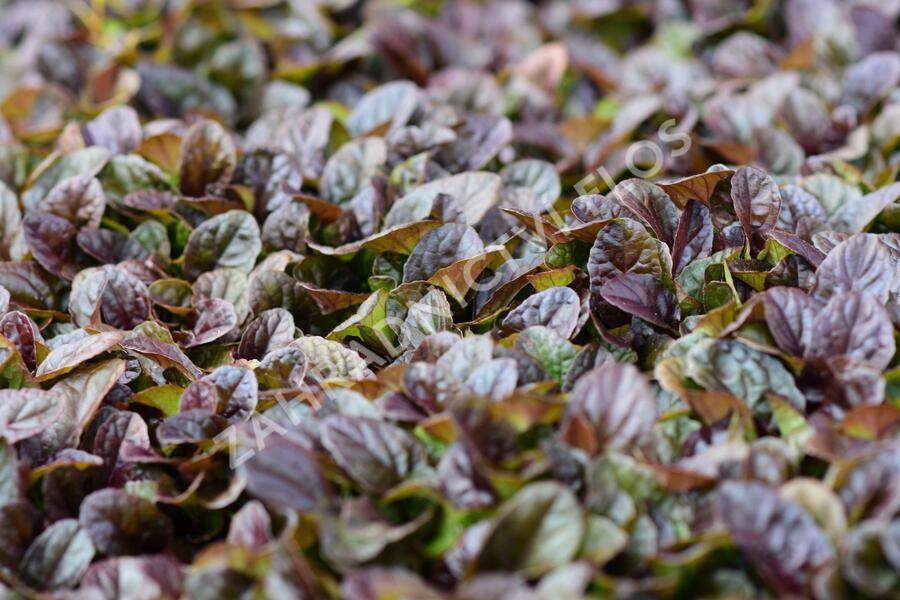 Zběhovec plazivý 'Dark Mahagoni' - Ajuga reptans 'Dark Mahagoni'