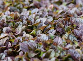 Zběhovec plazivý 'Dark Mahagoni' - Ajuga reptans 'Dark Mahagoni'