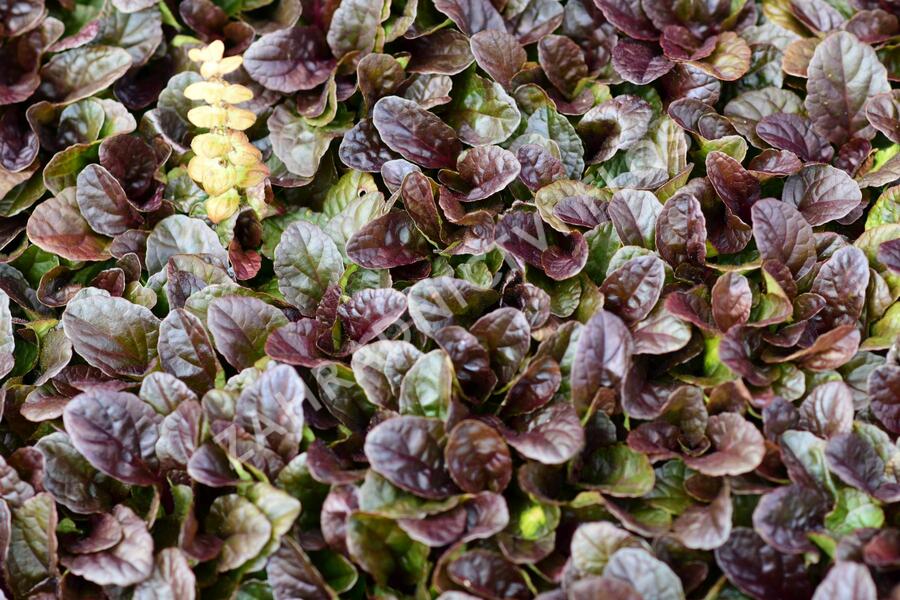 Zběhovec plazivý 'Dark Mahagoni' - Ajuga reptans 'Dark Mahagoni'