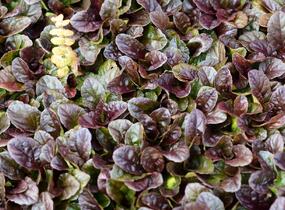 Zběhovec plazivý 'Dark Mahagoni' - Ajuga reptans 'Dark Mahagoni'