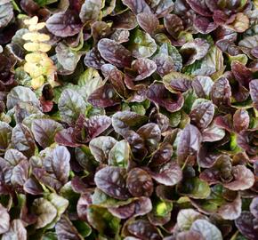 Zběhovec plazivý 'Dark Mahagoni' - Ajuga reptans 'Dark Mahagoni'