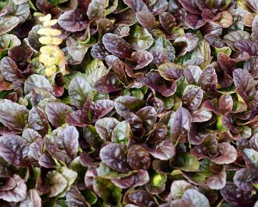 Zběhovec plazivý 'Dark Mahagoni'