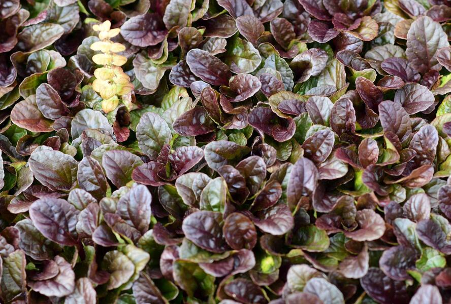 Zběhovec plazivý 'Dark Mahagoni' - Ajuga reptans 'Dark Mahagoni'