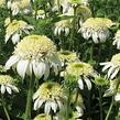 Třapatkovka nachová 'White Double Delight' - Echinacea purpurea 'White Double Delight'