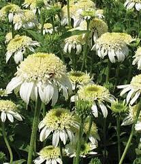 Třapatkovka nachová 'White Double Delight' - Echinacea purpurea 'White Double Delight'