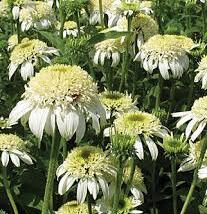 Třapatkovka nachová 'White Double Delight'