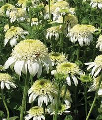 Třapatka nachová 'White Double Delight' - Echinacea purpurea 'White Double Delight'