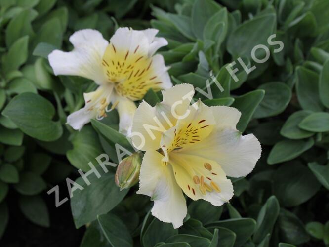 Alstromérie, boubelka 'Inticancha Sunlight' - Alstroemeria hybrida 'Inticancha Sunlight'