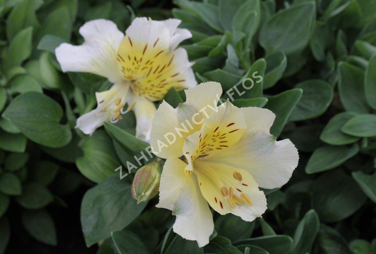 Alstromérie, boubelka 'Inticancha Sunlight' - Alstroemeria hybrida 'Inticancha Sunlight'