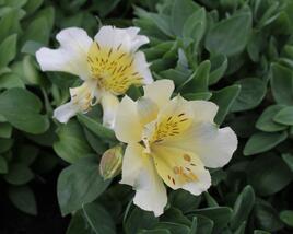 Alstromérie, boubelka 'Inticancha Sunlight'