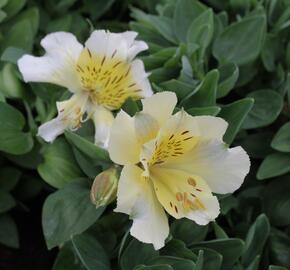 Alstromérie, boubelka 'Inticancha Sunlight' - Alstroemeria hybrida 'Inticancha Sunlight'