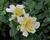 Alstromérie, boubelka 'Inticancha Sunlight'