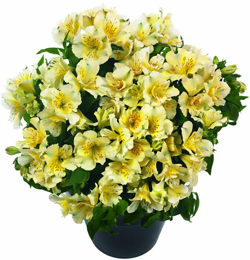 Alstromérie, boubelka 'Inticancha Sunlight' - Alstroemeria hybrida 'Inticancha Sunlight'