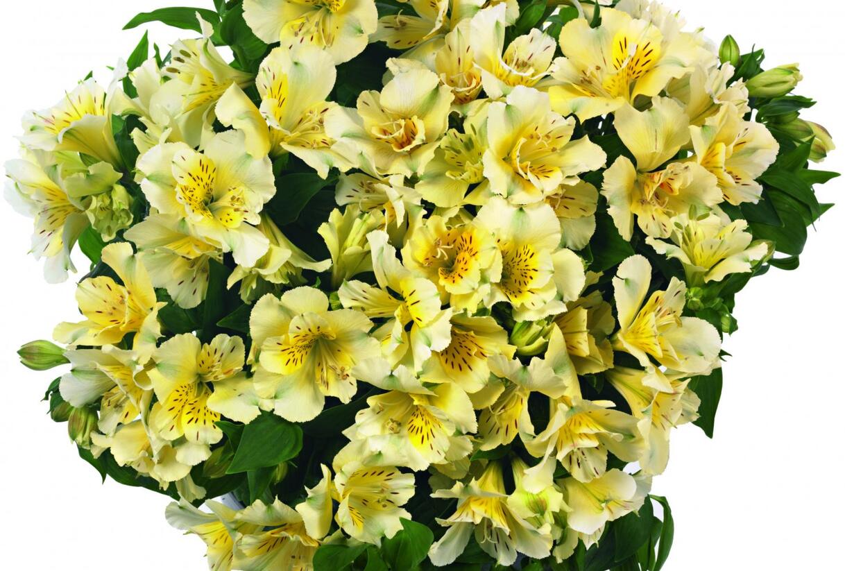 Alstromérie, boubelka 'Inticancha Sunlight' - Alstroemeria hybrida 'Inticancha Sunlight'