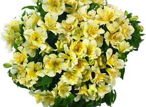Alstromérie, boubelka 'Inticancha Sunlight' - Alstroemeria hybrida 'Inticancha Sunlight'