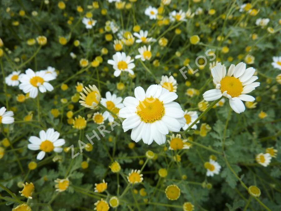 Vratič 'Jackpot' - Tanacetum niveum 'Jackpot'