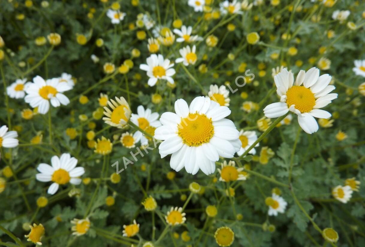 Vratič 'Jackpot' - Tanacetum niveum 'Jackpot'