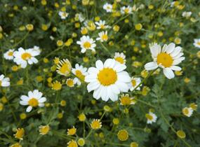 Vratič 'Jackpot' - Tanacetum niveum 'Jackpot'