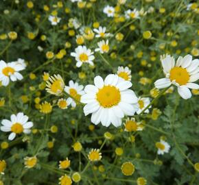 Vratič 'Jackpot' - Tanacetum niveum 'Jackpot'