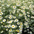 Vratič 'Jackpot' - Tanacetum niveum 'Jackpot'