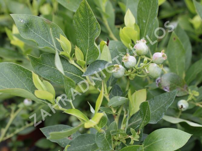 Borůvka chocholičnatá, kanadská borůvka 'Hortblue Poppins' - Vaccinium corymbosum 'Hortblue Poppins'
