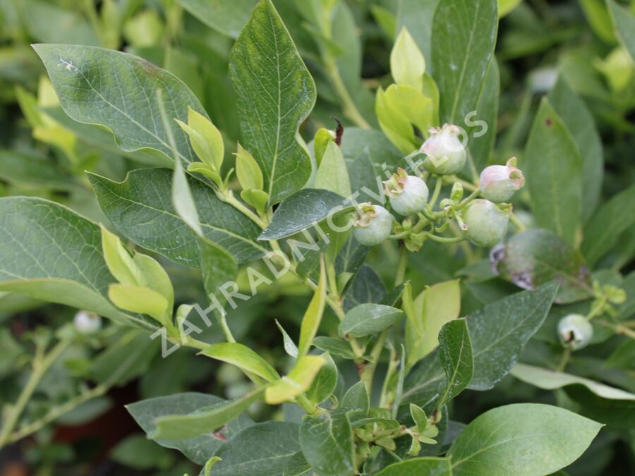Borůvka chocholičnatá, kanadská borůvka 'Hortblue Poppins' - Vaccinium corymbosum 'Hortblue Poppins'