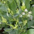 Borůvka chocholičnatá, kanadská borůvka 'Hortblue Poppins' - Vaccinium corymbosum 'Hortblue Poppins'