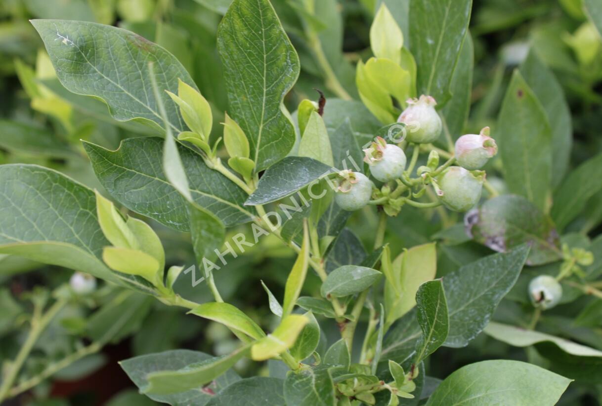 Borůvka chocholičnatá, kanadská borůvka 'Hortblue Poppins' - Vaccinium corymbosum 'Hortblue Poppins'