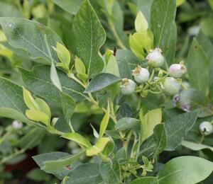 Borůvka chocholičnatá, kanadská borůvka 'Poppins' - Vaccinium corymbosum 'Poppins'