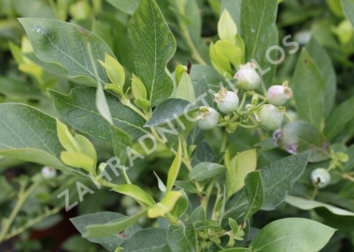 Borůvka chocholičnatá, kanadská borůvka 'Poppins' - Vaccinium corymbosum 'Poppins'