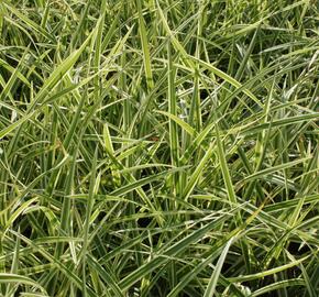 Ostřice japonská 'Goldband' - Carex morrowii 'Goldband'