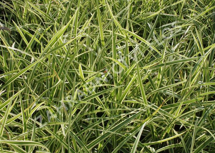 Ostřice japonská 'Goldband' - Carex morrowii 'Goldband'