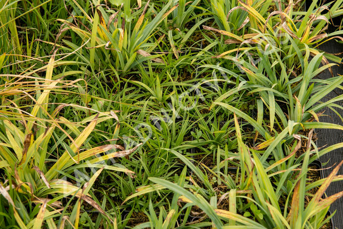 Ostřice 'Blue' - Carex laxiculmis 'Blue'