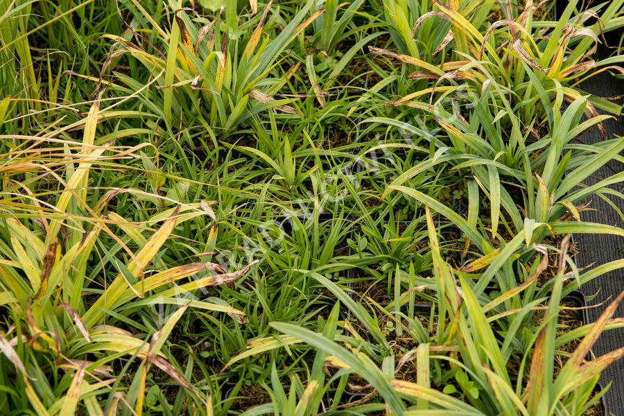 Ostřice 'Blue' - Carex laxiculmis 'Blue'