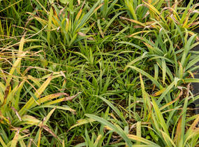 Ostřice 'Blue' - Carex laxiculmis 'Blue'