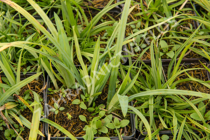 Ostřice 'Blue' - Carex laxiculmis 'Blue'