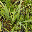 Ostřice 'Blue' - Carex laxiculmis 'Blue'